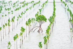 海南红树林湿地生态系统保护