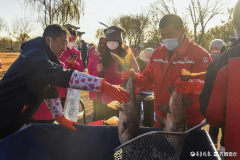 经过十年改造提升，马踏湖国