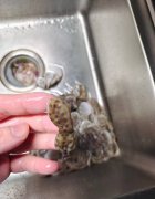 深圳顾客买到蓝环章鱼，山姆