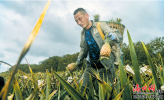 海口琼山区大坡镇凤梨迎来大