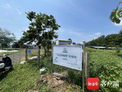 文昌林茂村“文昌鸡师傅”养