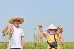 昌江广凌公司400亩甘薯标准化