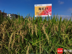 三亚举行2023年优质水稻新品种
