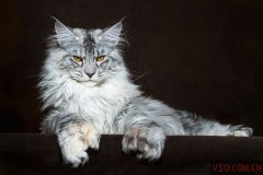 缅因猫的健康秘籍：让你的大